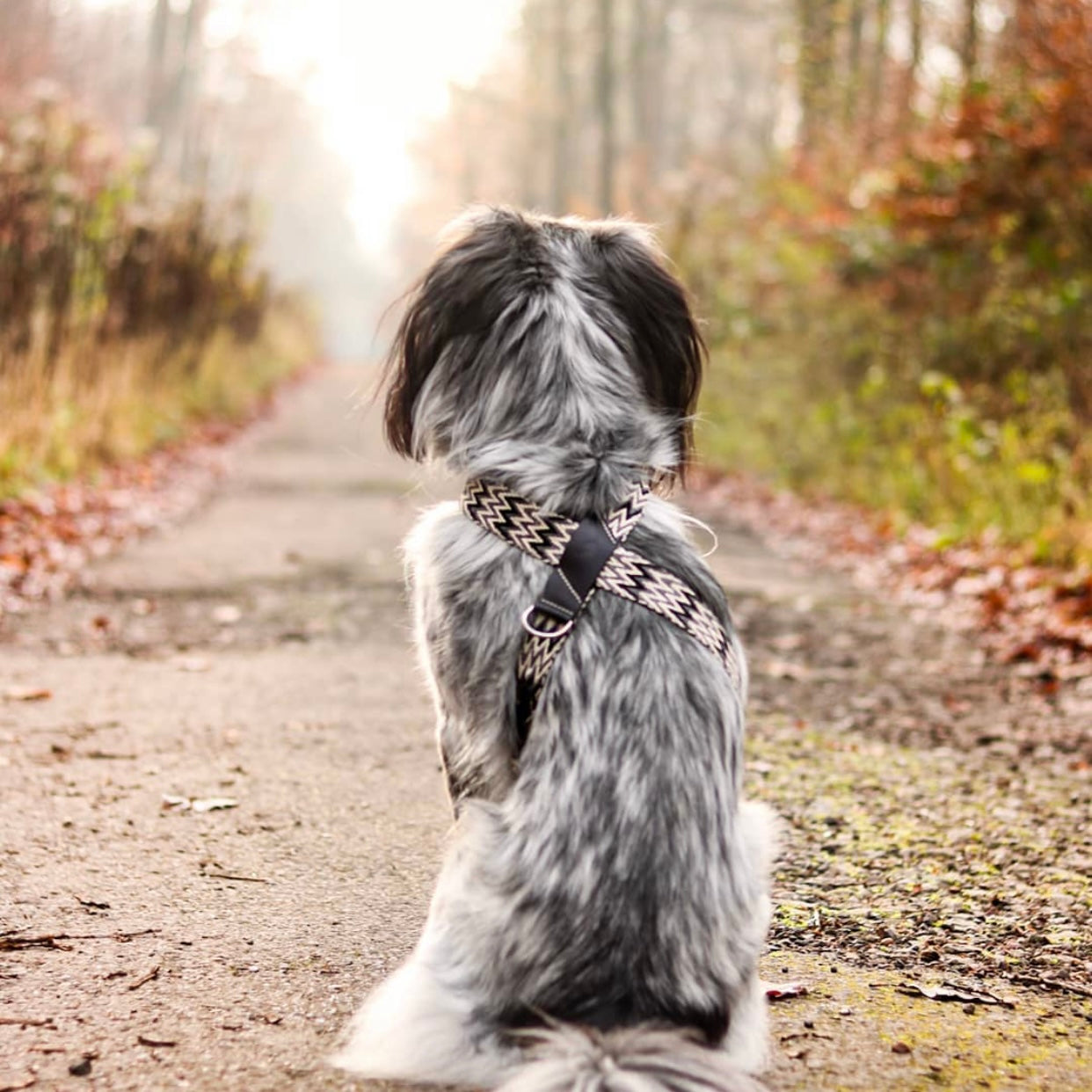 Peruvian Black Harness