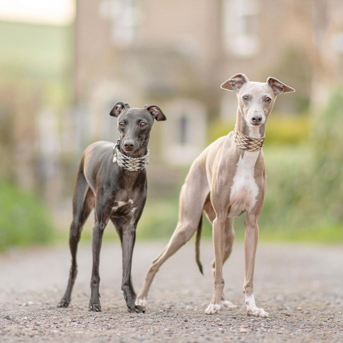 Peruvian Brown Collar