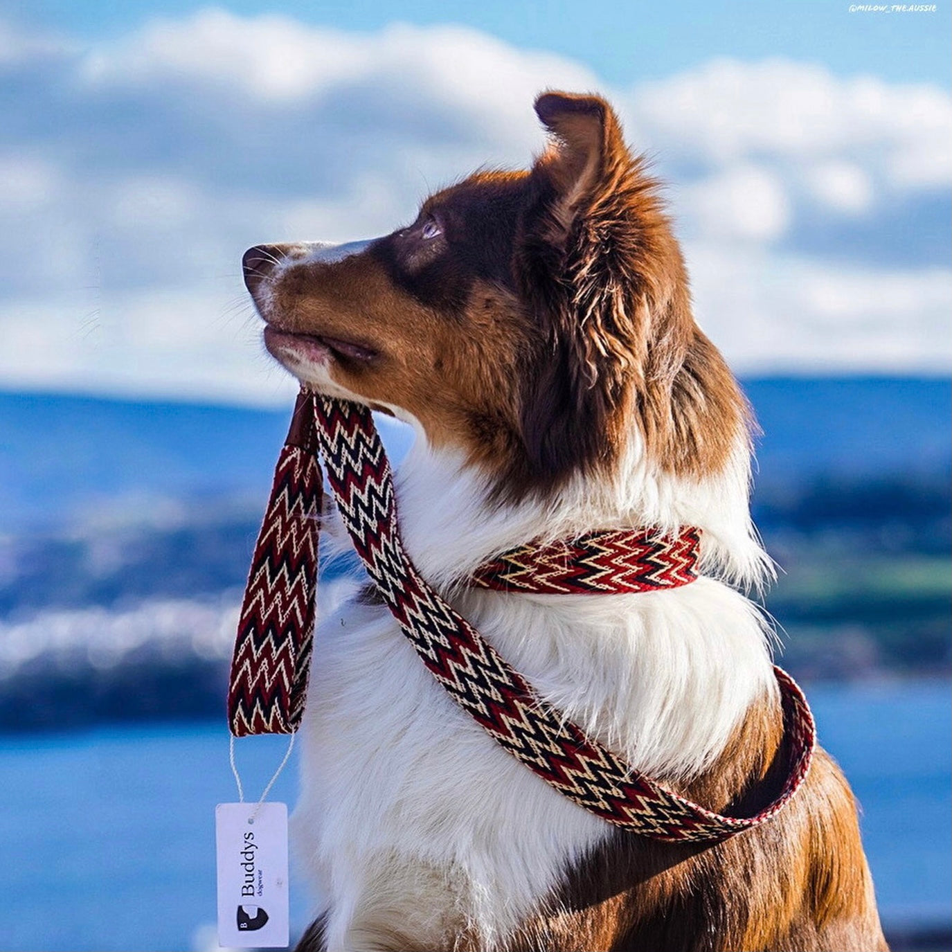 Peruvian Red Leash