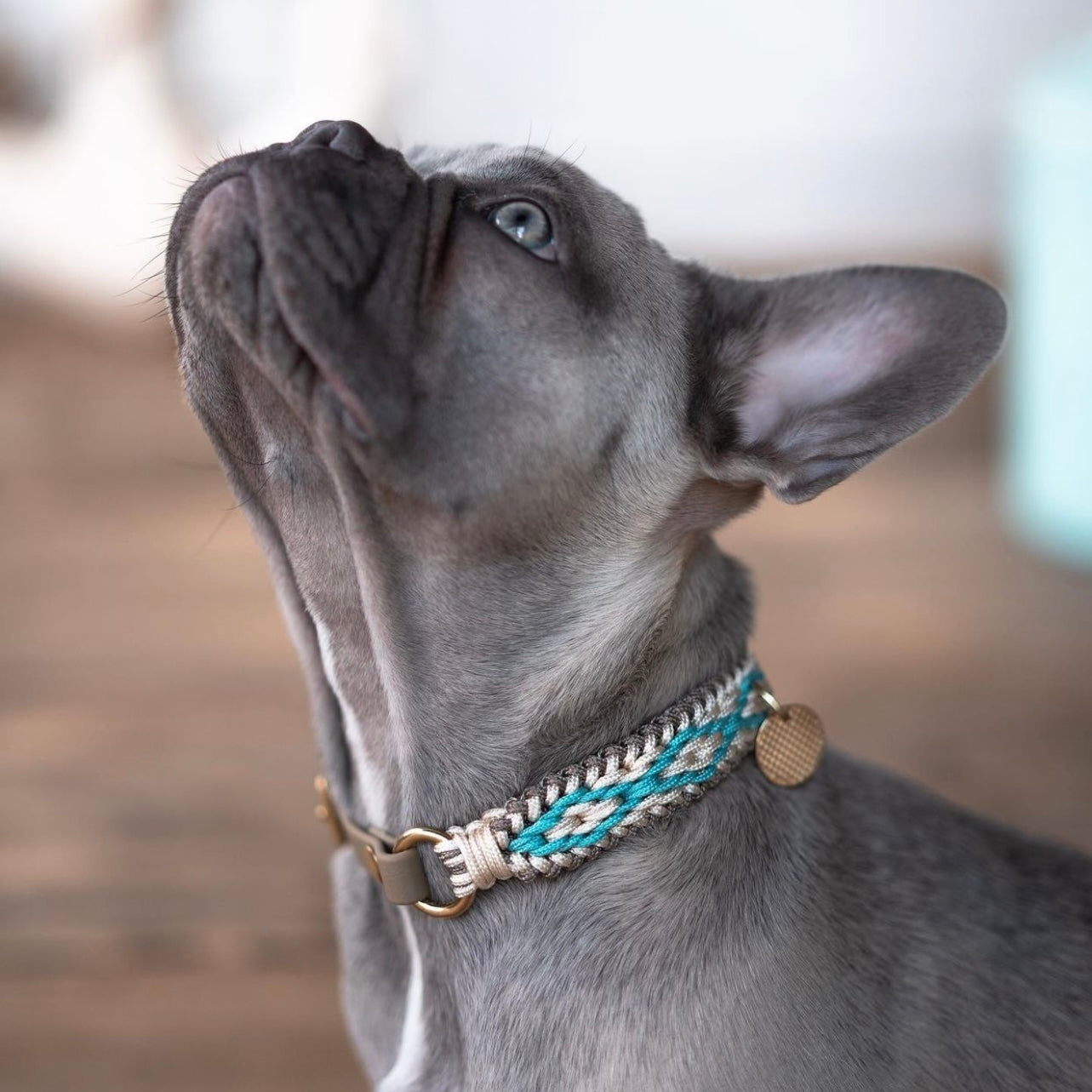 Jack Collar