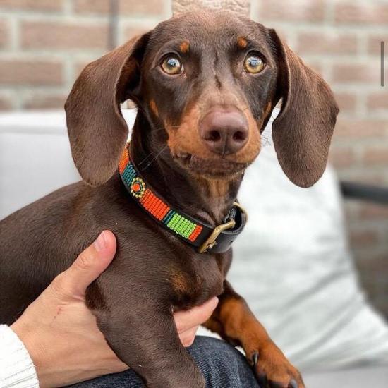 Beaded Dog Collar - Lucy