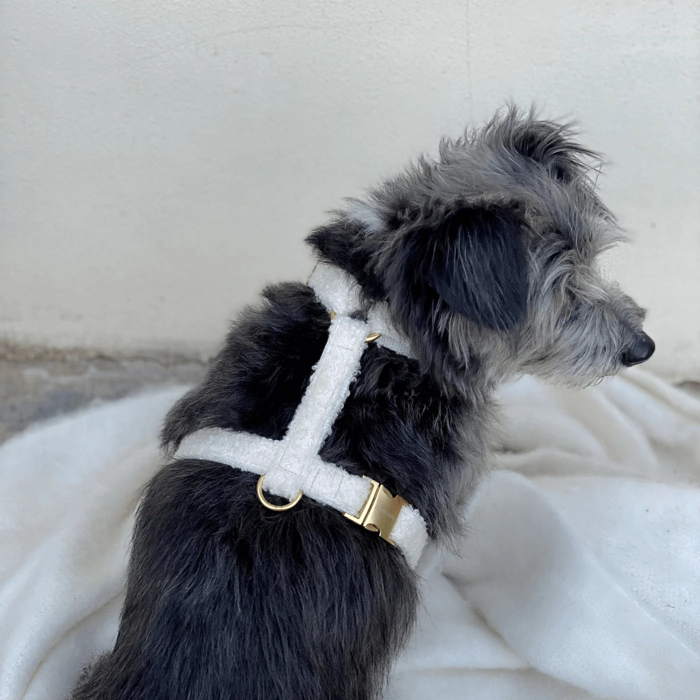 Harness Teddy - Cream