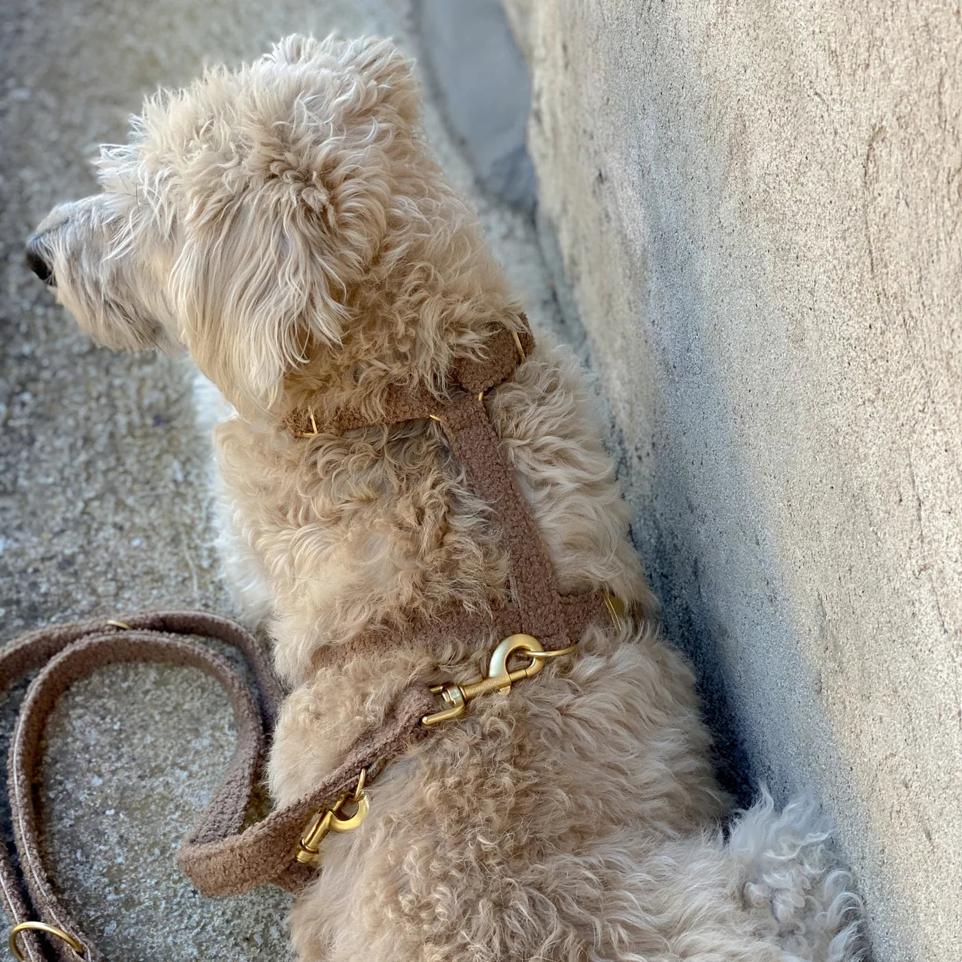 Leash Teddy - Tan