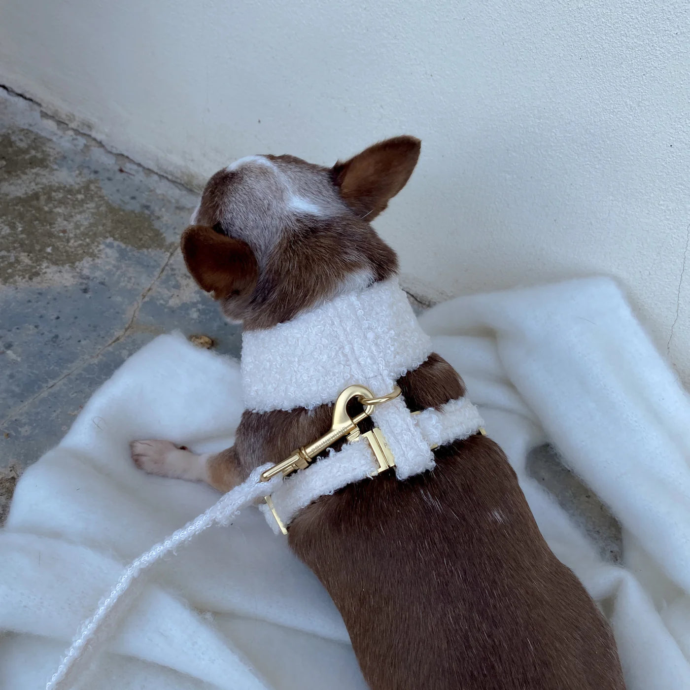 Leash Teddy - Cream