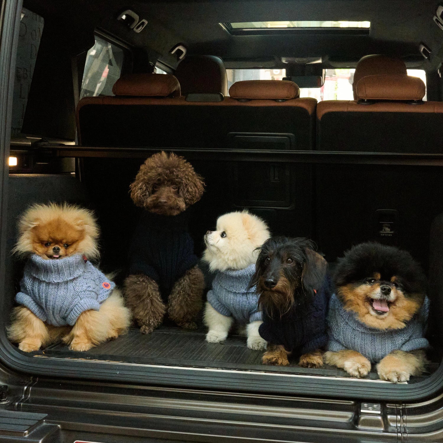 Bold - Bowie Blue 💙