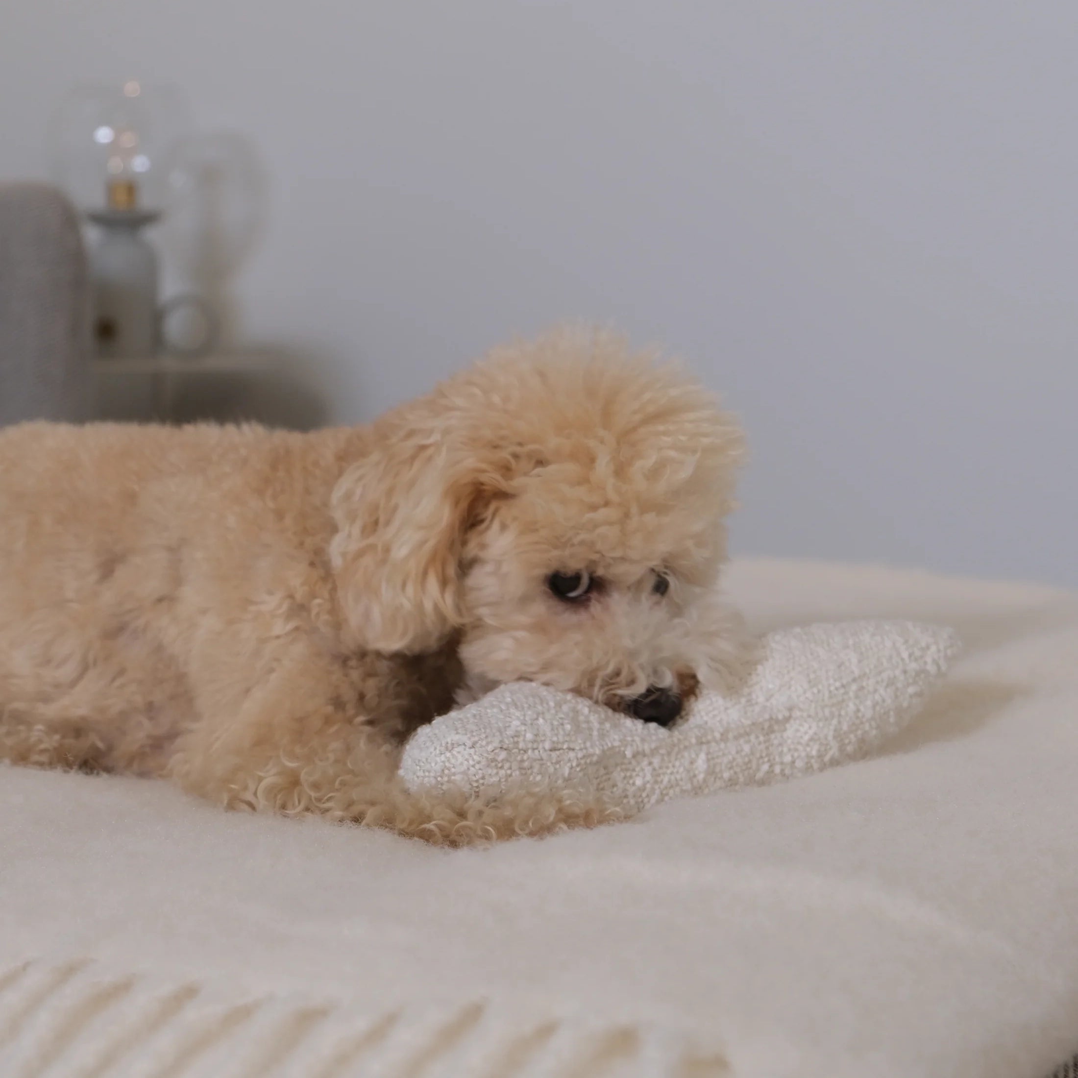 Cloud Toy