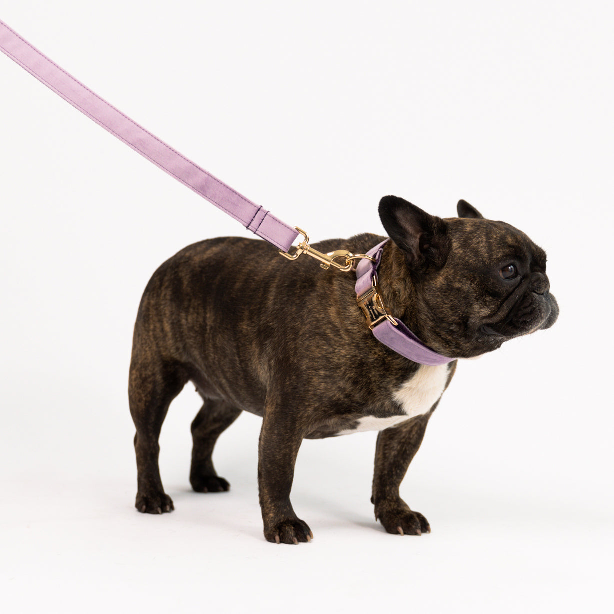 Lavendelblüte - Samtset