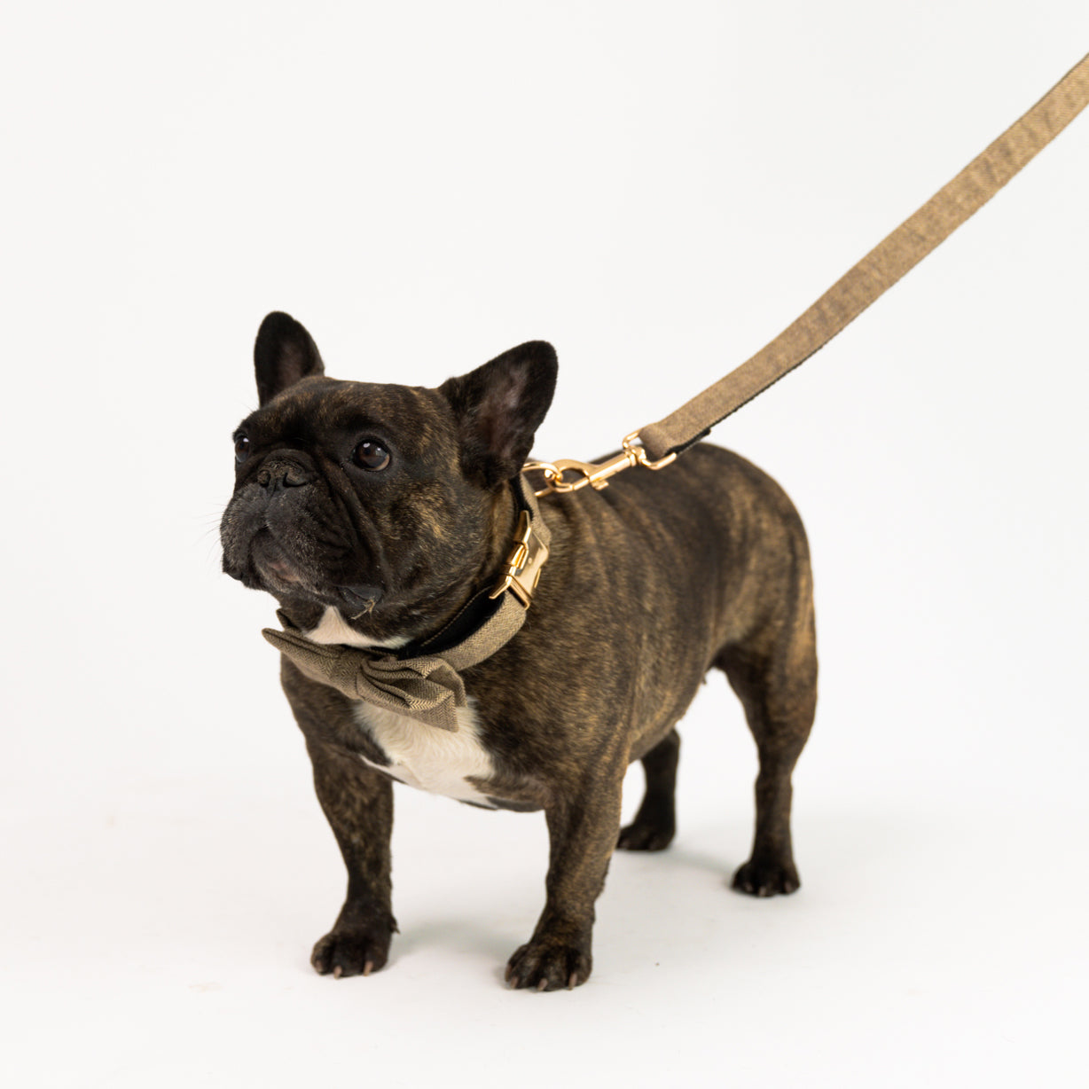 Oxford - Garnitur aus Wolle