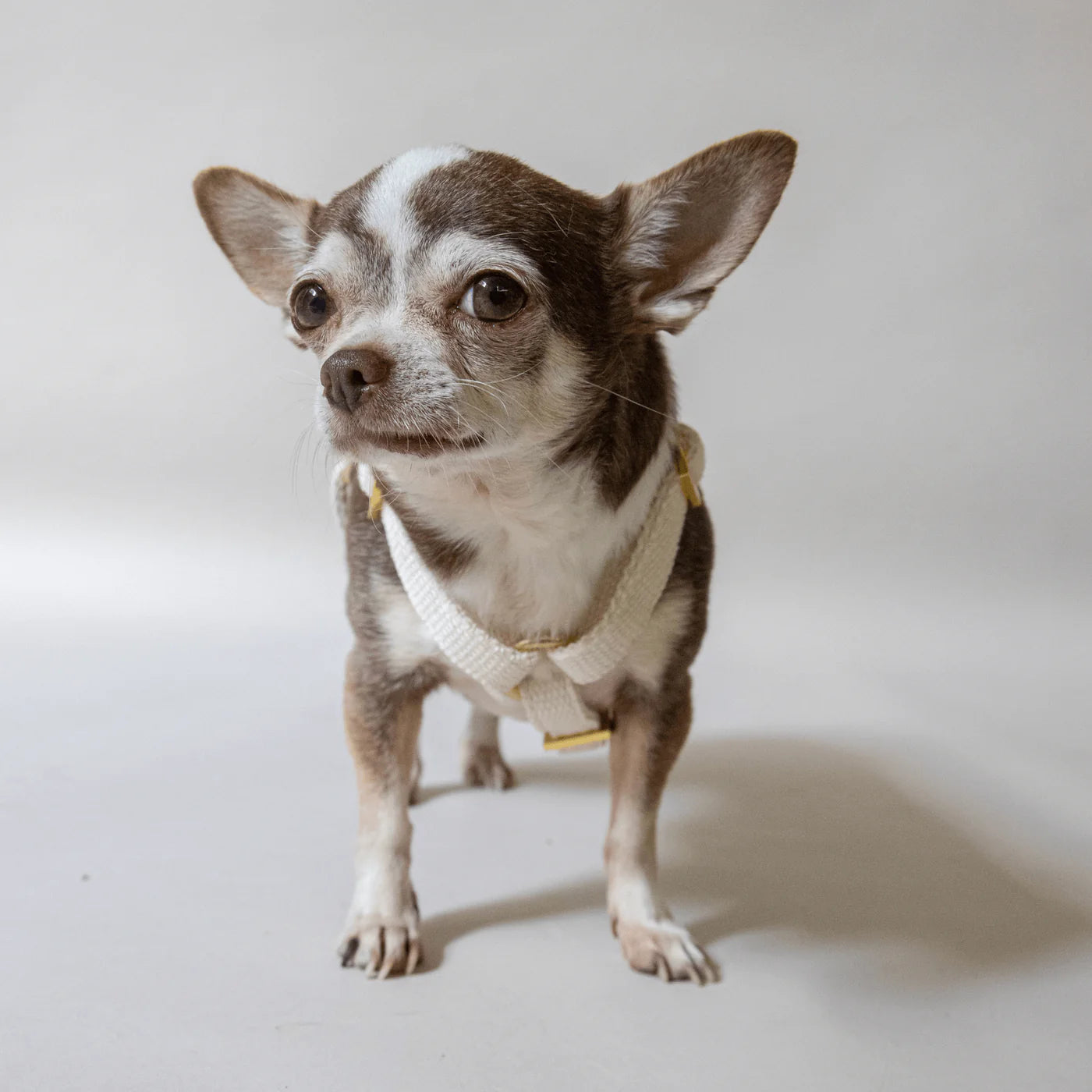 Gurtzeug Nomad - Creme