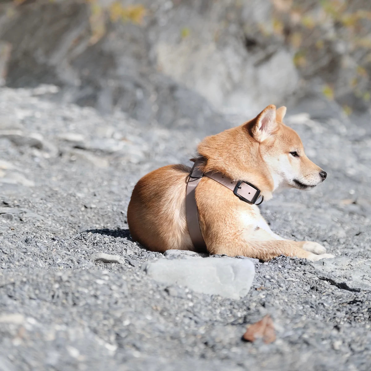 Otto Waterproof Harness