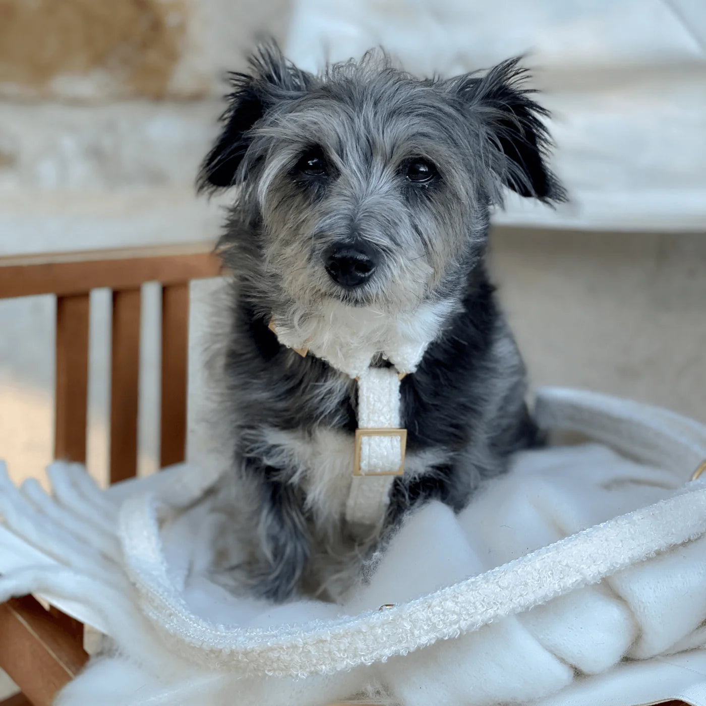 Geschirr Teddy - Creme