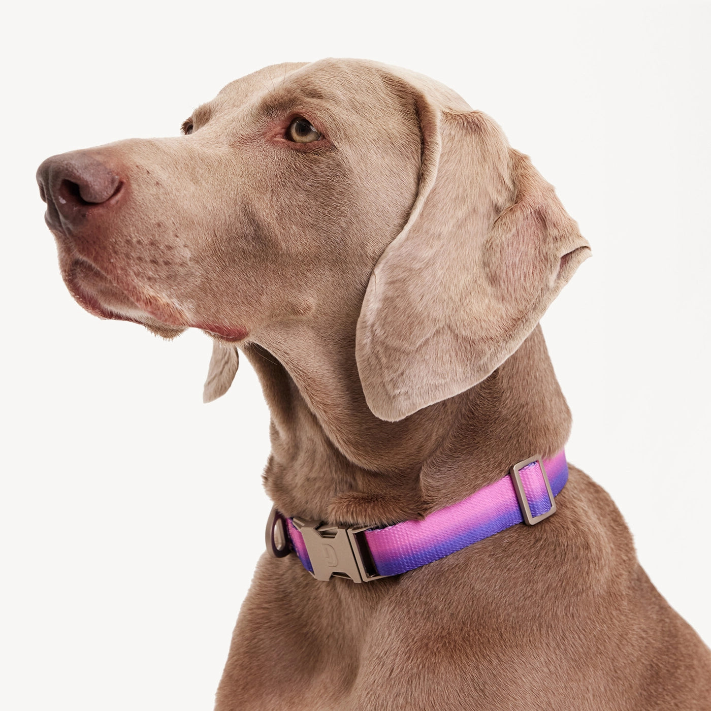 Collar degradado - Rosa/Morado