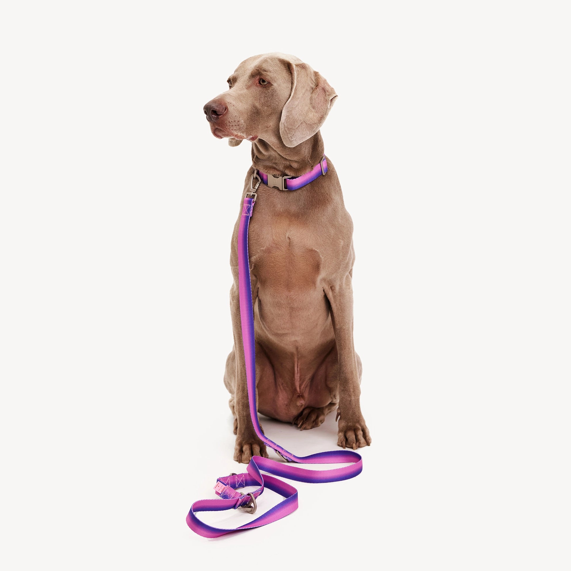 Collar degradado - Rosa/Morado