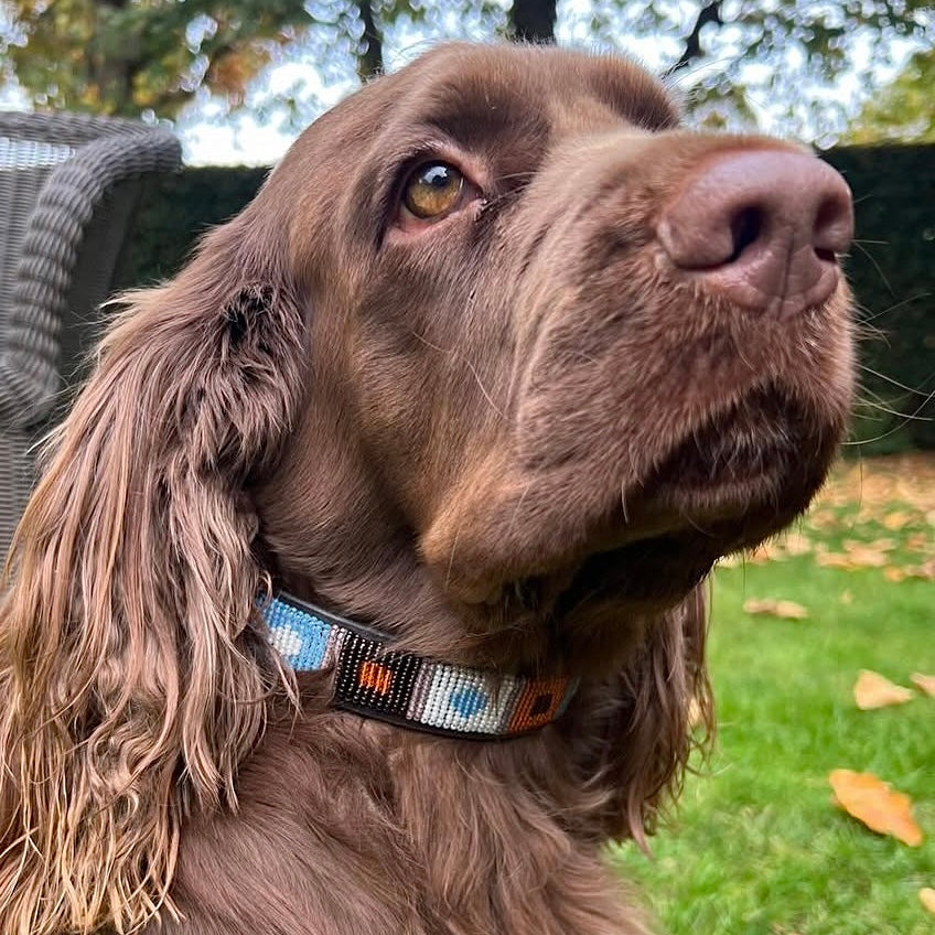 Beaded Dog Collar - Zac