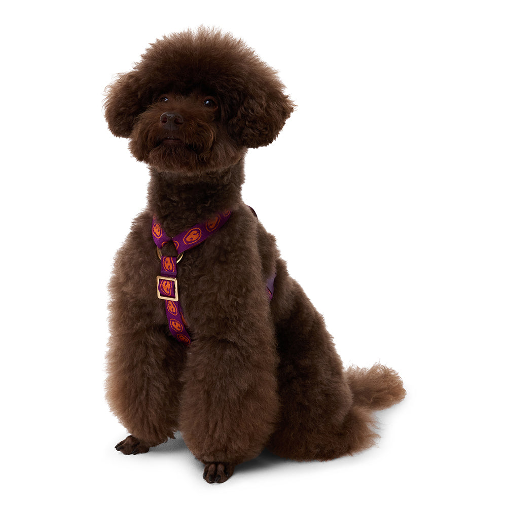 Harness - Furmey Orange