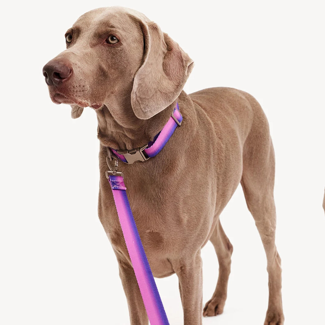 Collar degradado - Rosa/Morado