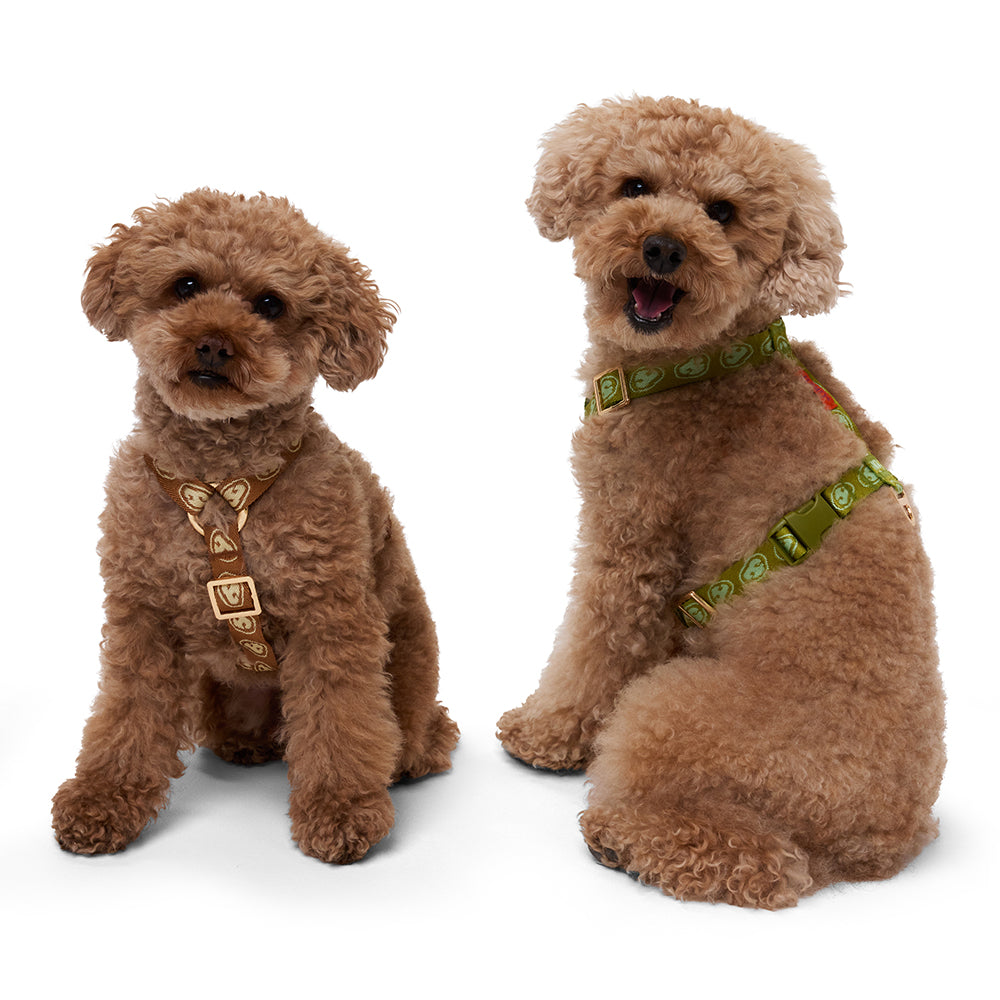 Harness - Latte Brown