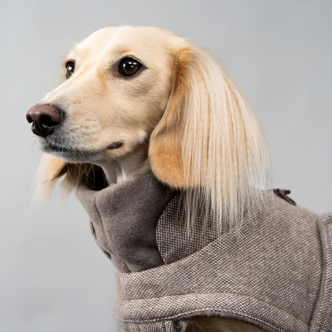 Cloud7 Brooklyn Coat DACHSHUND - Tweed Beige