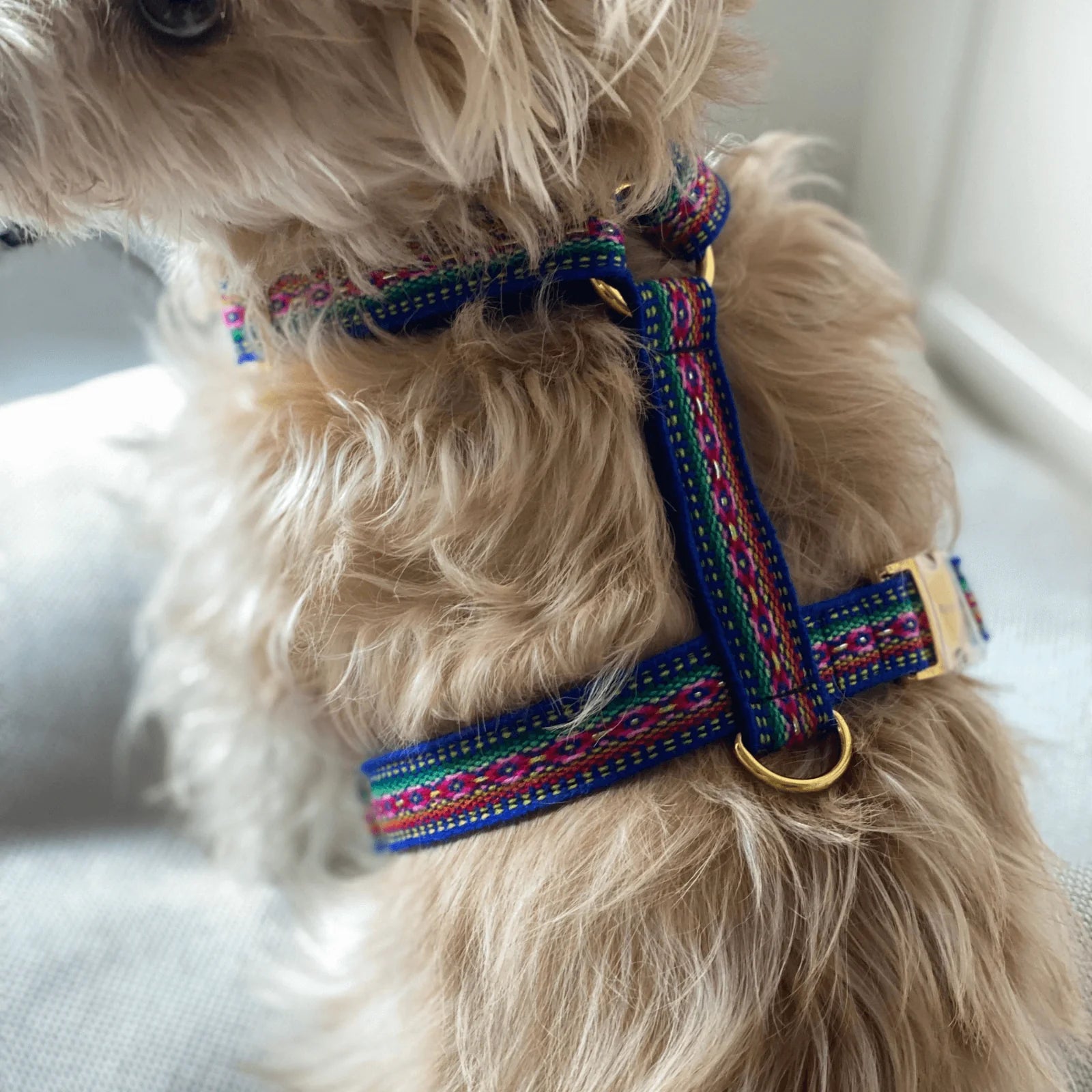 Harness Ibiza - Blue