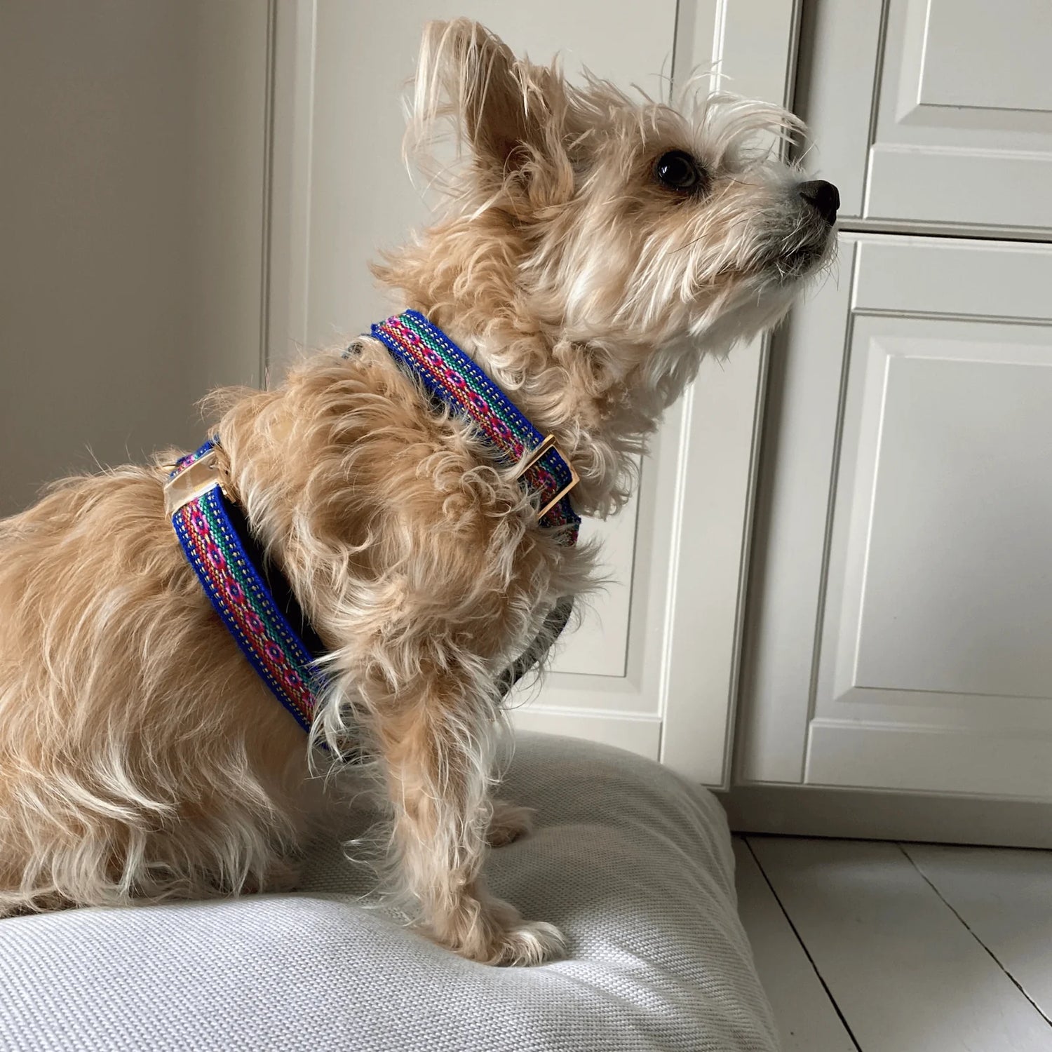 Harness Ibiza - Blue