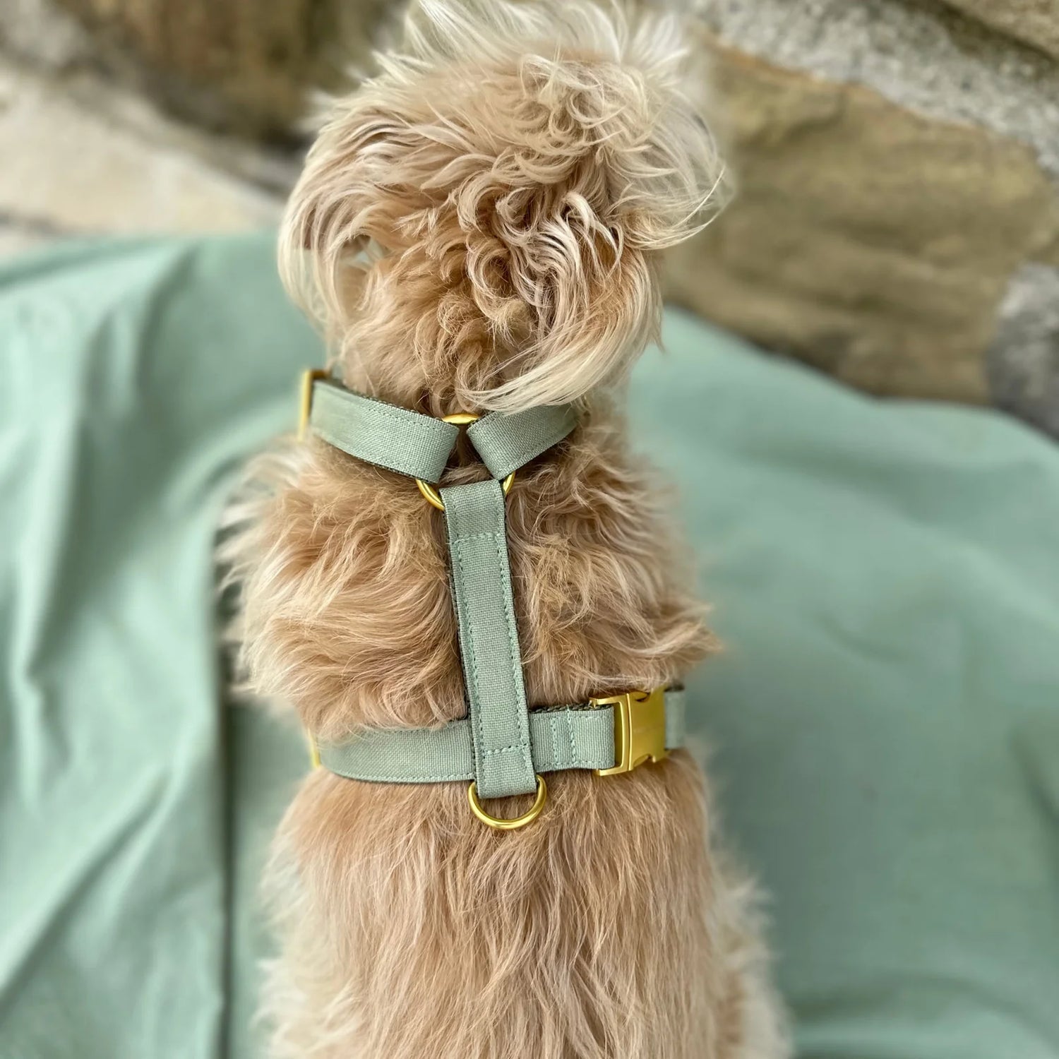 Harness Minimal - Olive