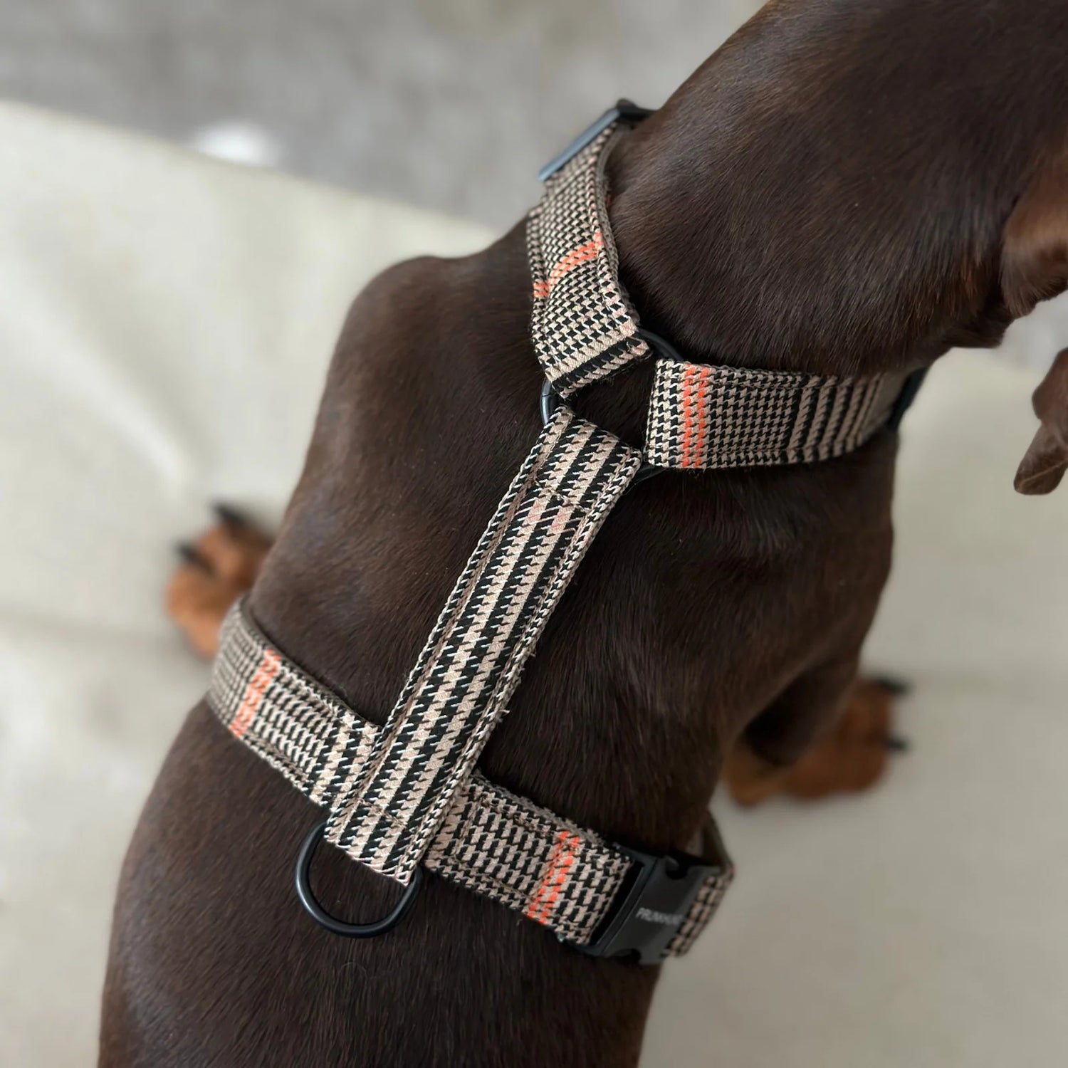 Harness Urban