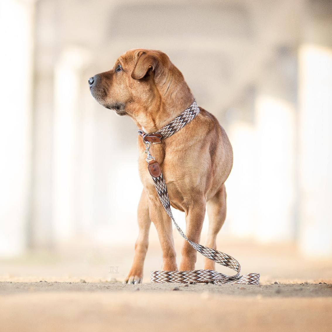 Laisse brune péruvienne