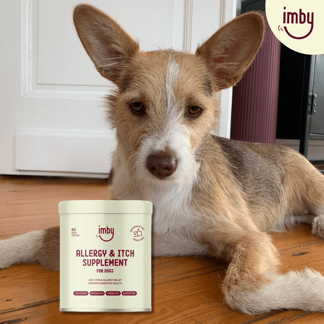 Allergy & Itch | Supplement Chews for Dogs