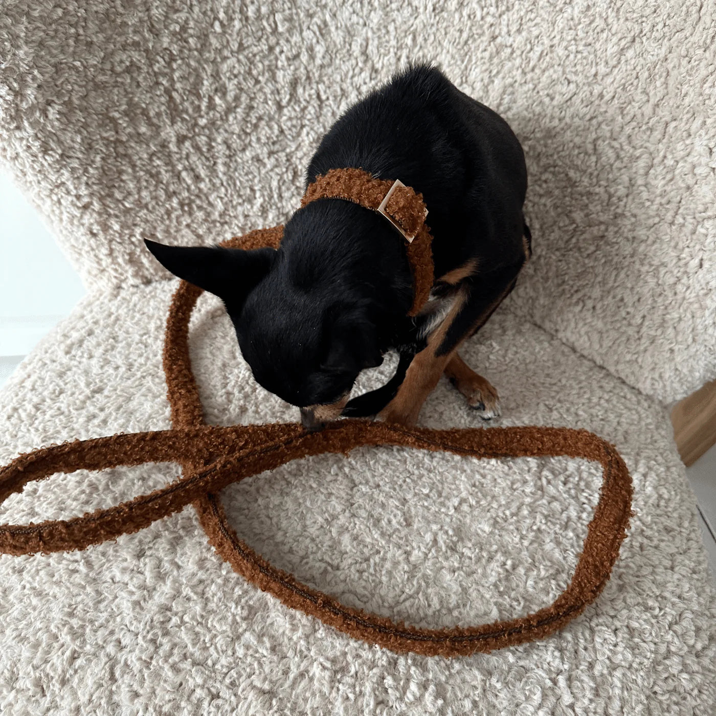 Leash Teddy - Caramel