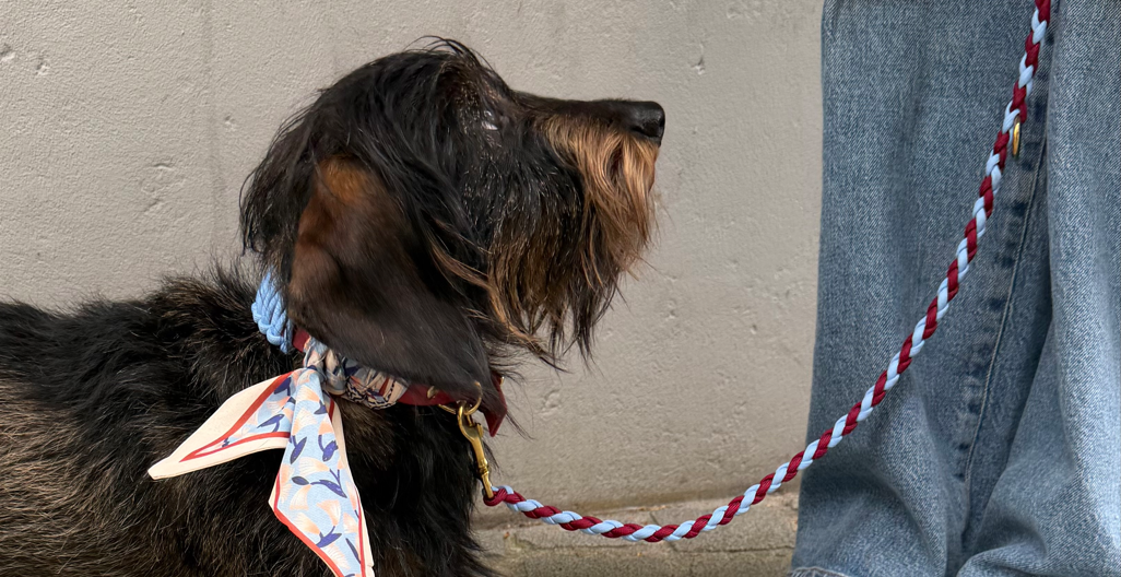 Wat is de beste riem voor een hond?