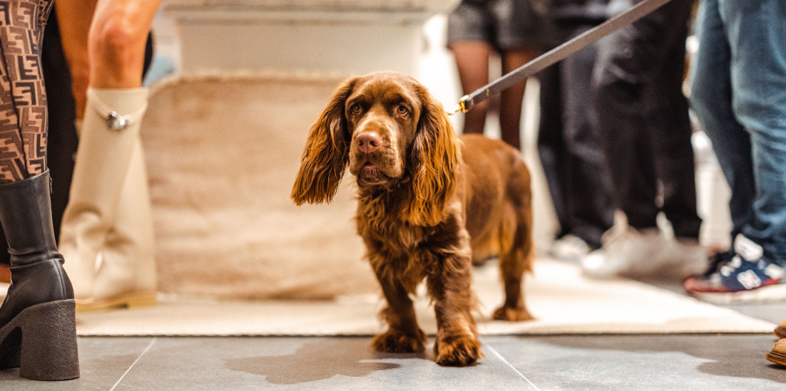 De beste hondenleiband voor een hond die trekt