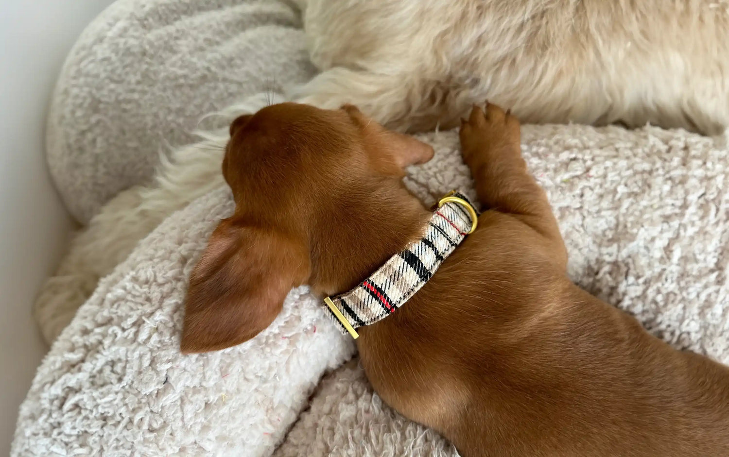 Een halsband voor je puppy: welke maat moet je kiezen?