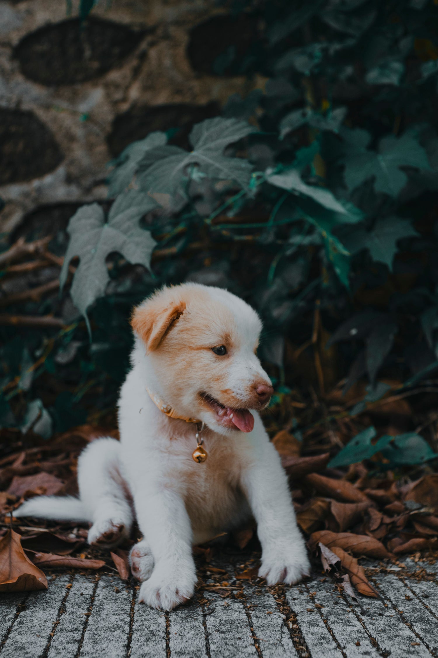 Een halsband voor je puppy: welke maat moet je kiezen?