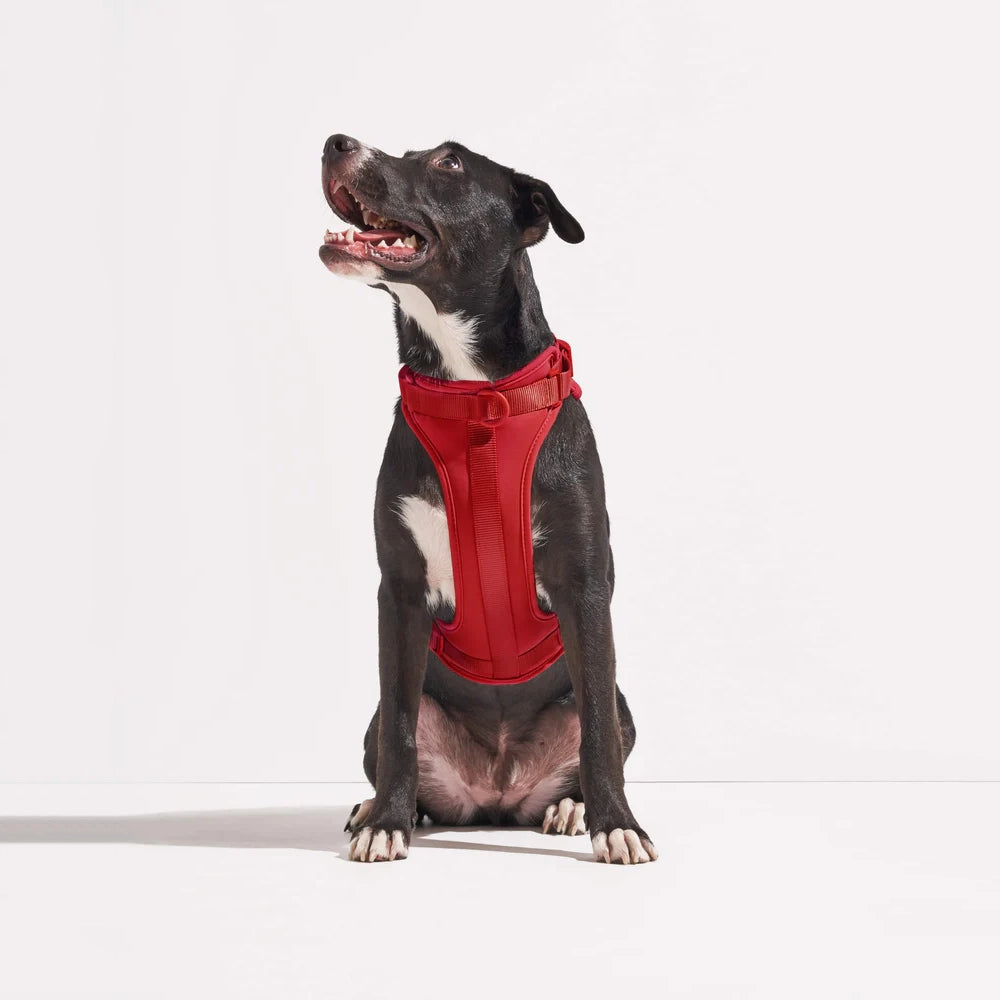 Dog Harness - Strawberry