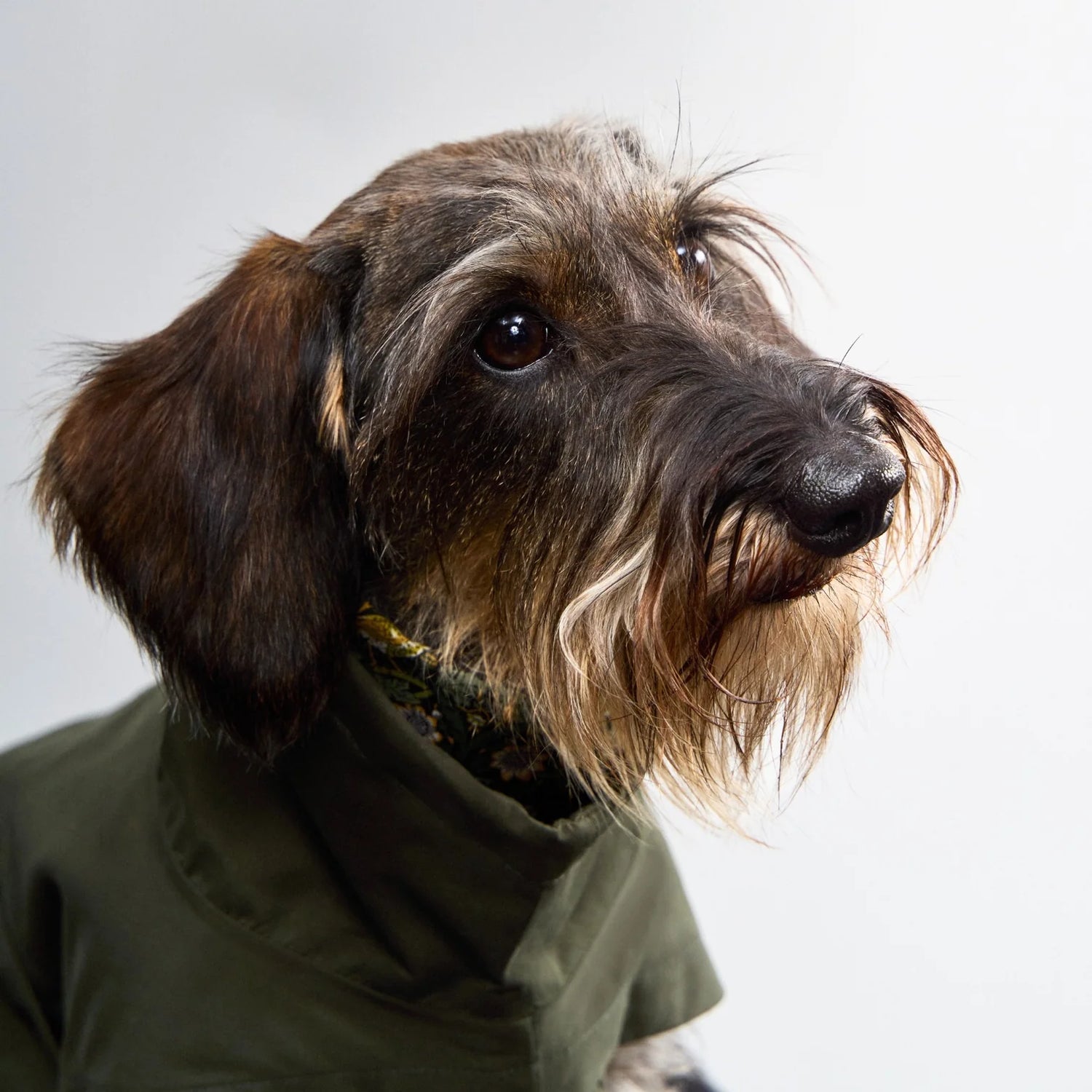 Cloud7 Dublin 2.0 Raincoat DACHSHUND - Dark Olive