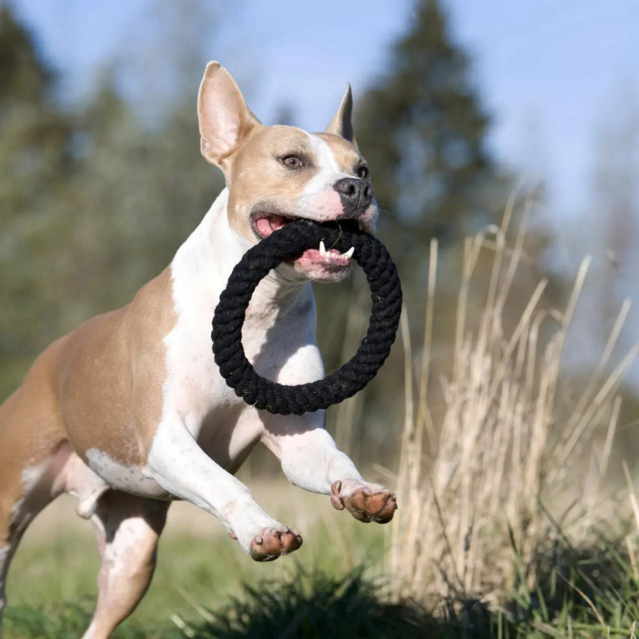 Ringo Ring