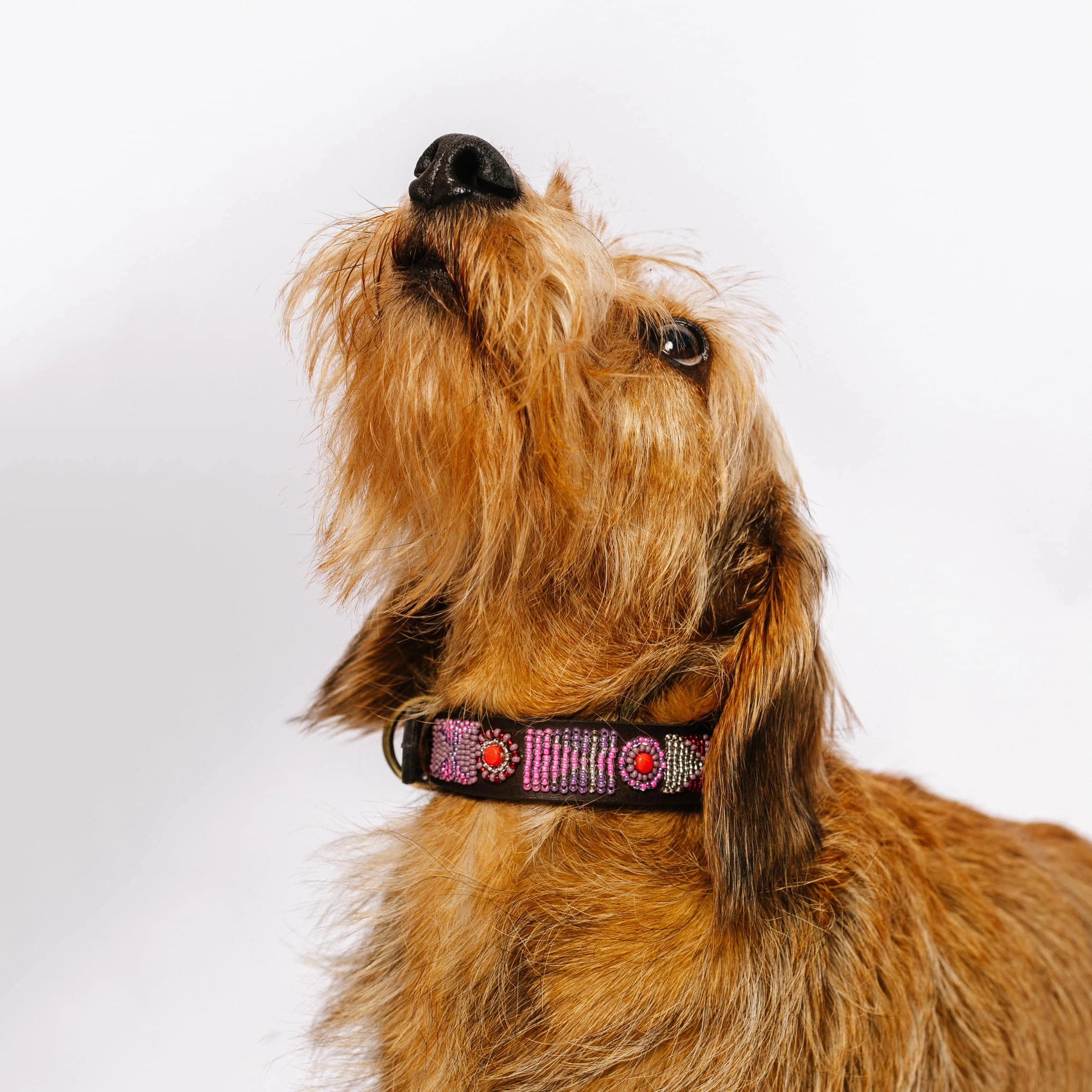 Beaded Dog Collar - Lily