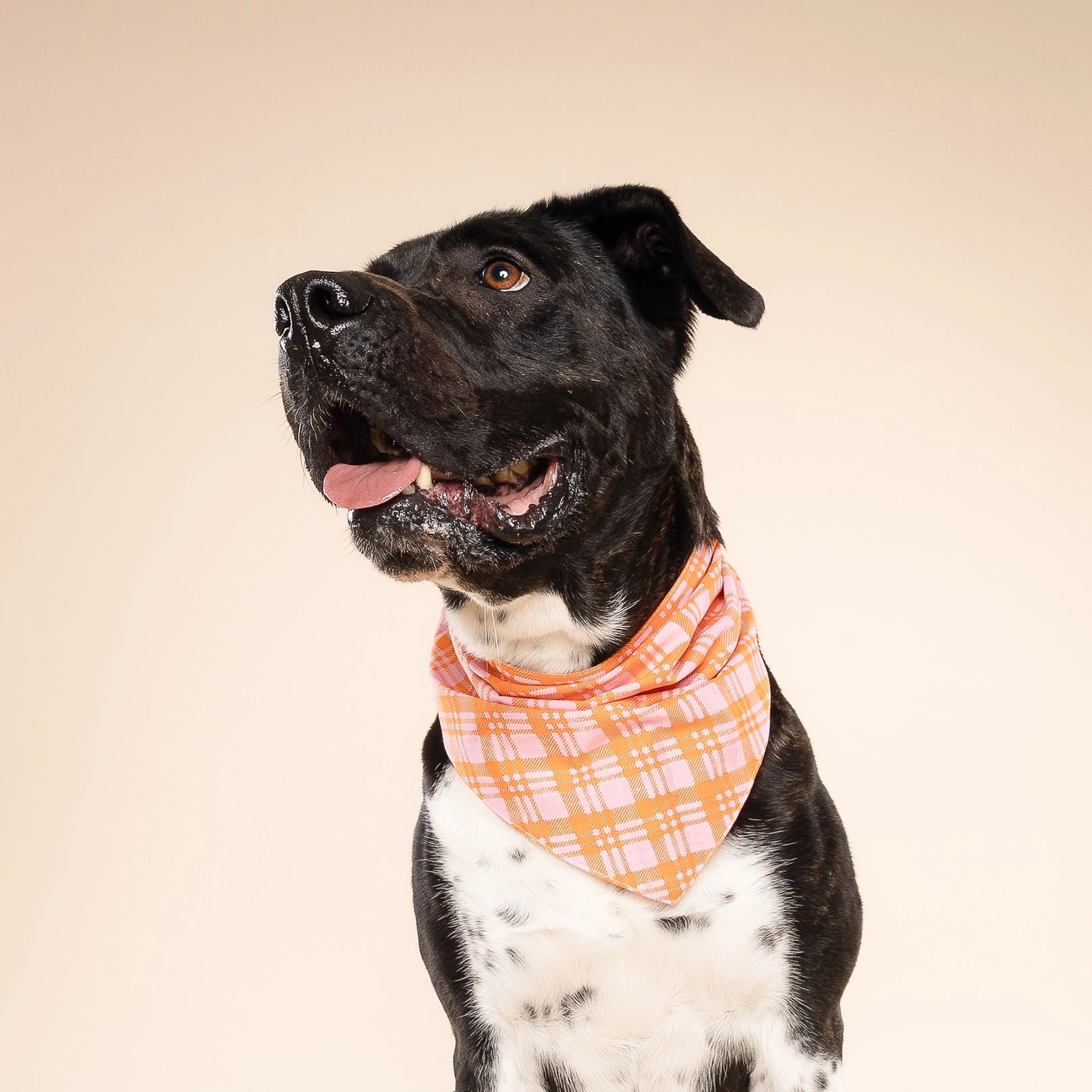 Stevie Plaid Bandana