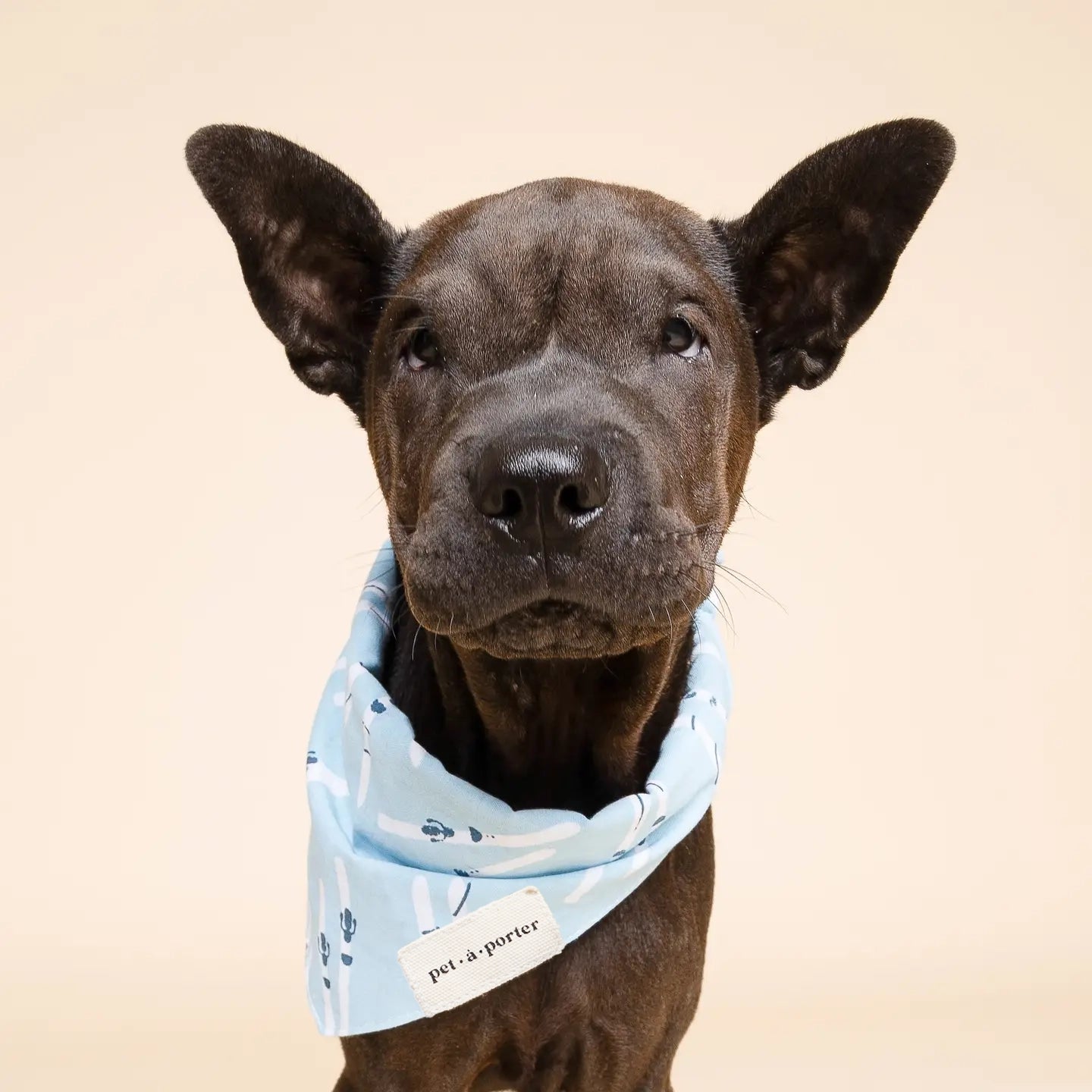 Ski Winter Bandana