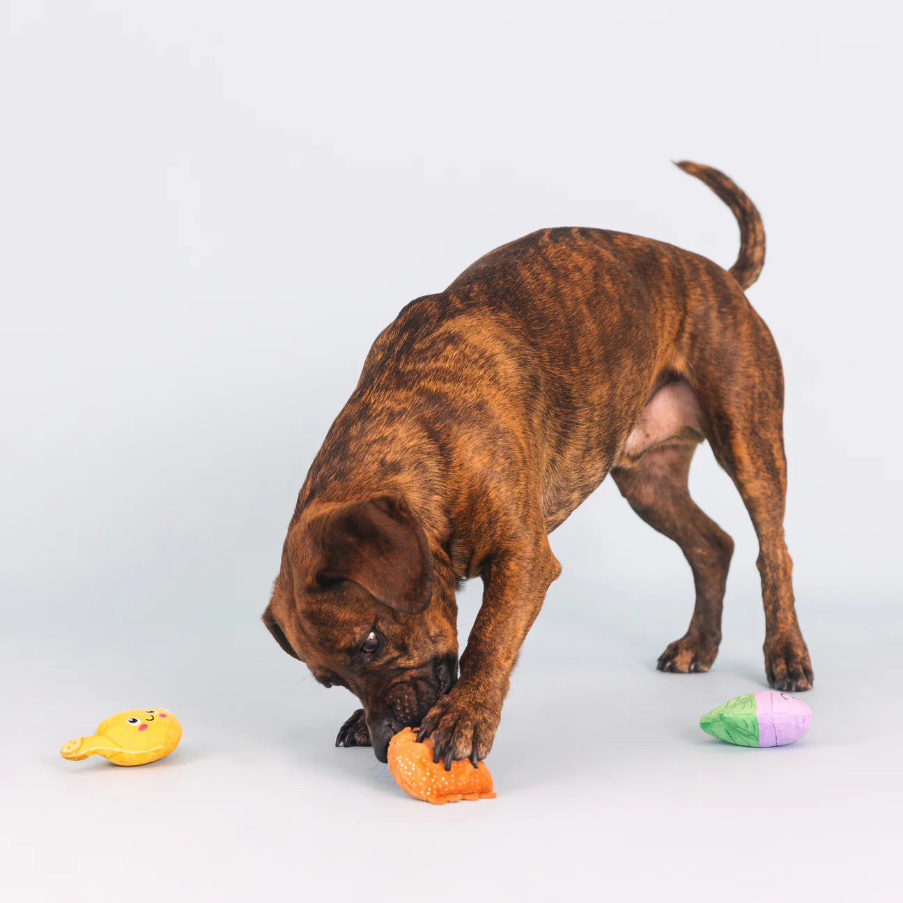 Just Add Water | Small Dogs Toy Set