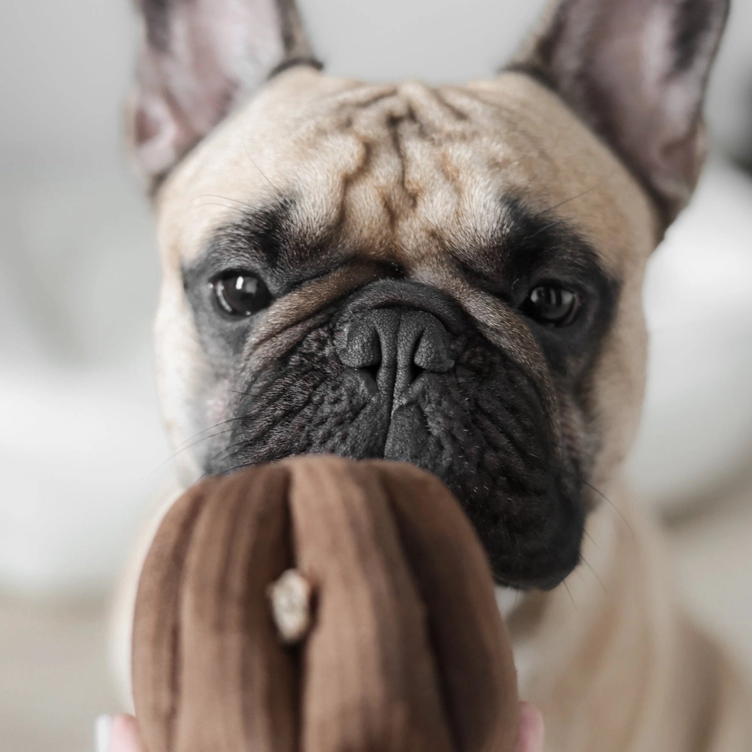 Canele | Enrichment Dog Toy