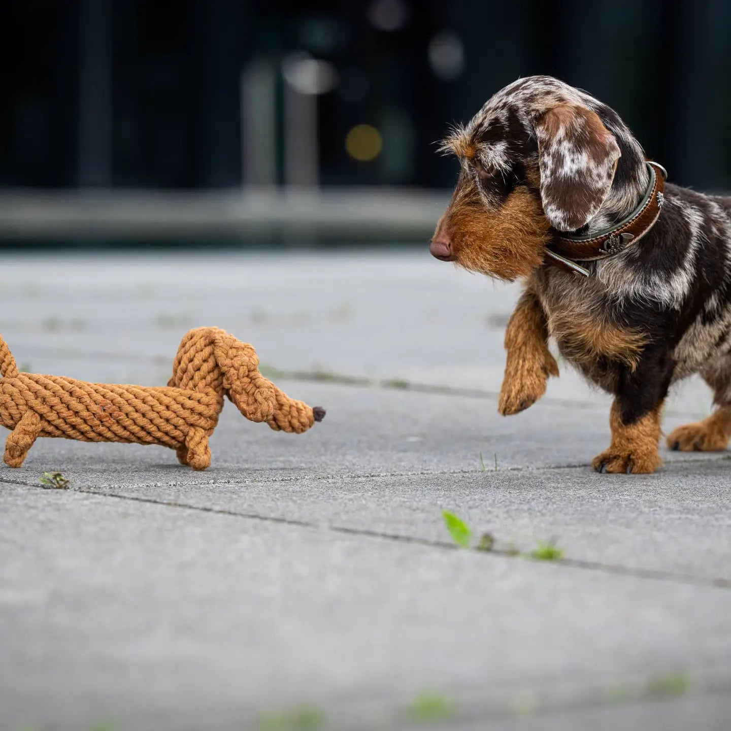 Diego Dachshund