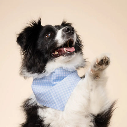 Baby Blue Gingham Bandana