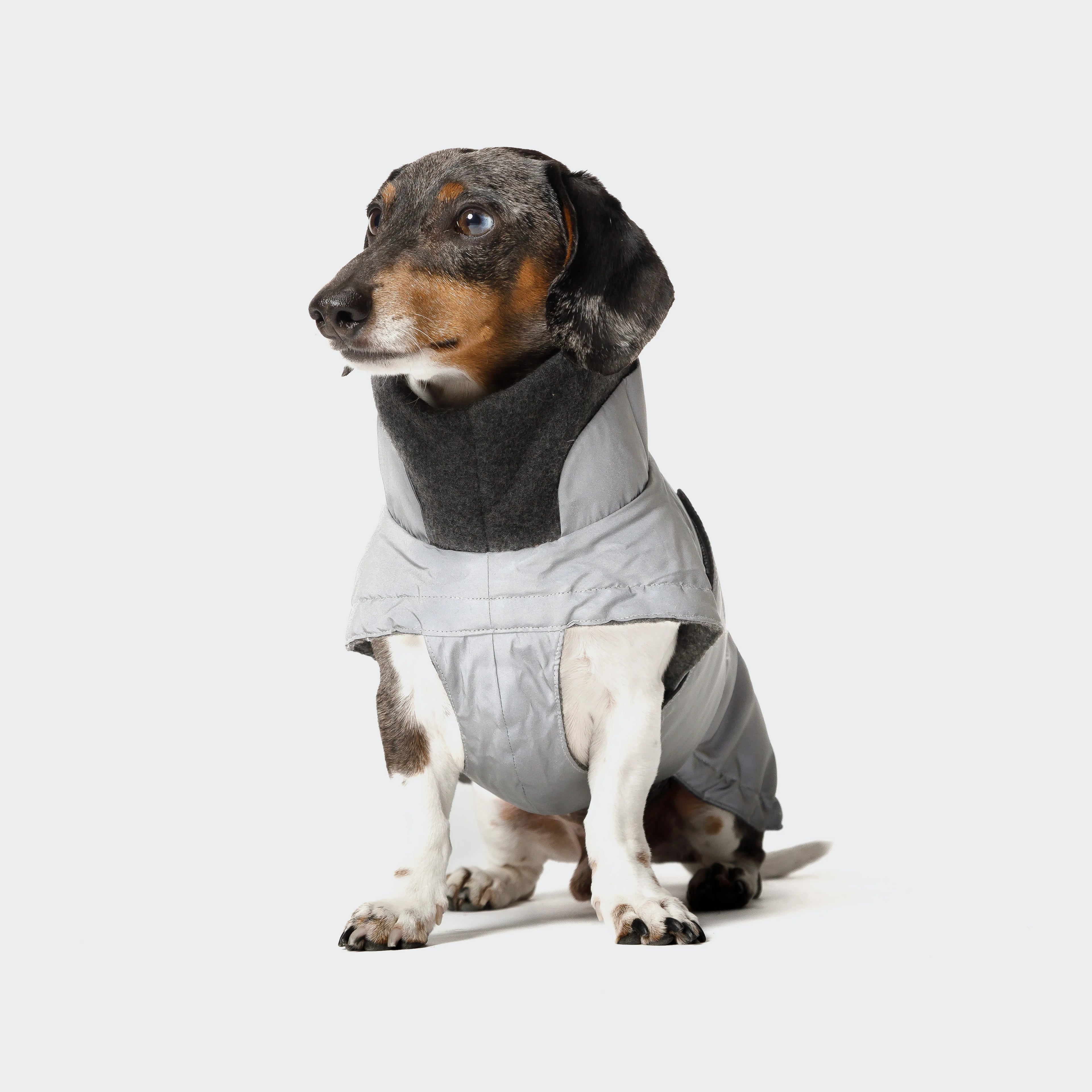 Cloud7 Brooklyn Reflective Coat DACHSHUND