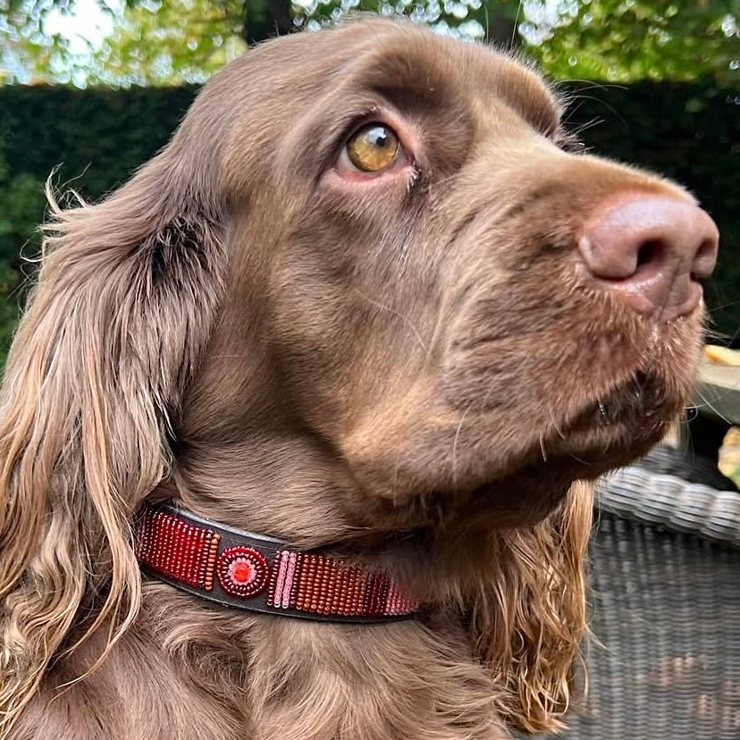 Beaded Dog Collar - Puck