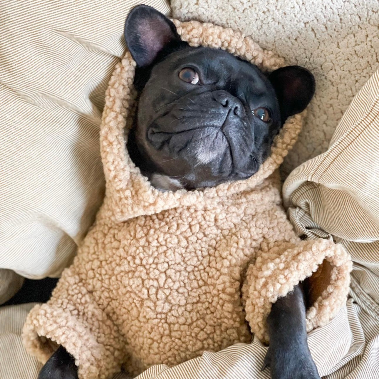 Dog Sweater - Camel Teddy