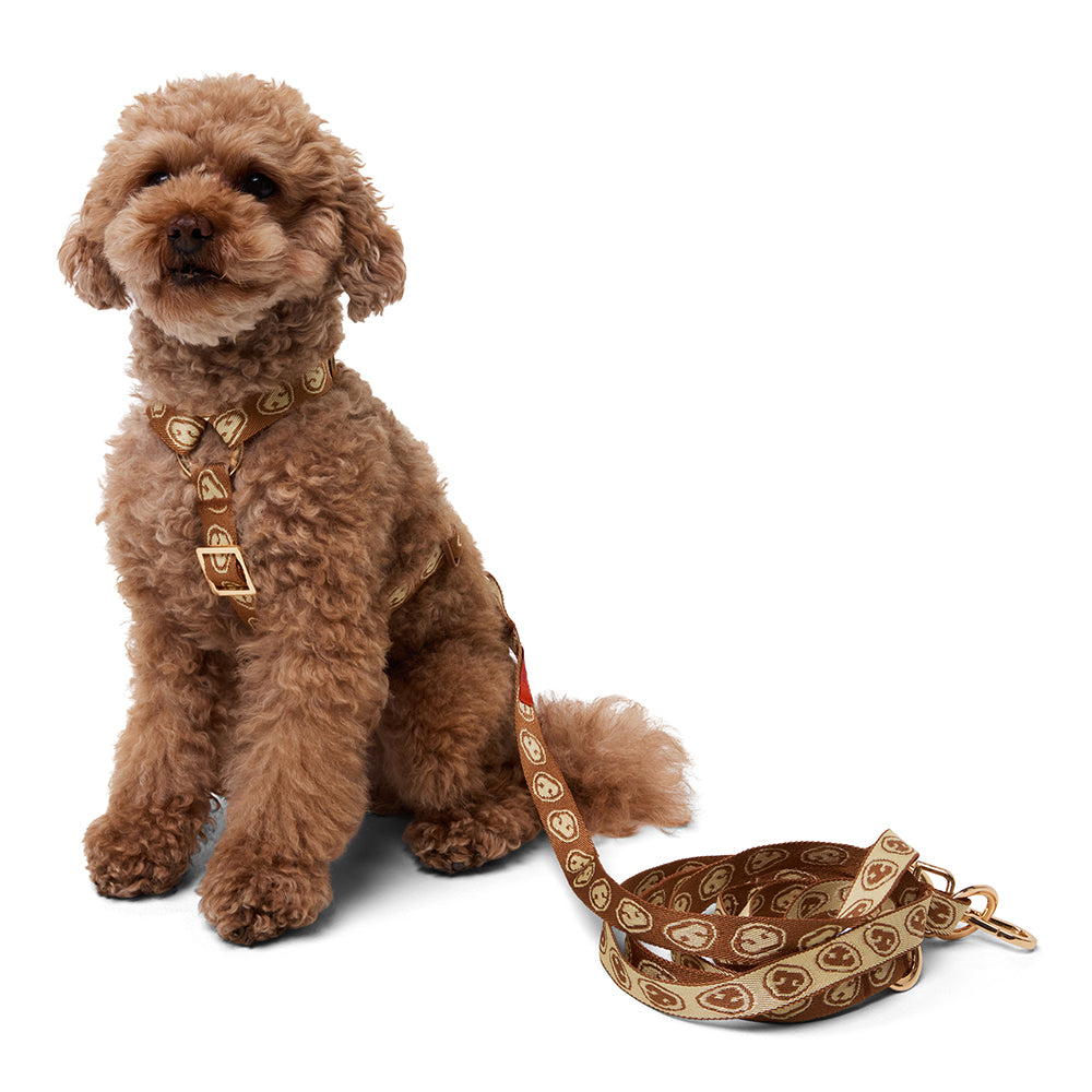 Harness - Latte Brown