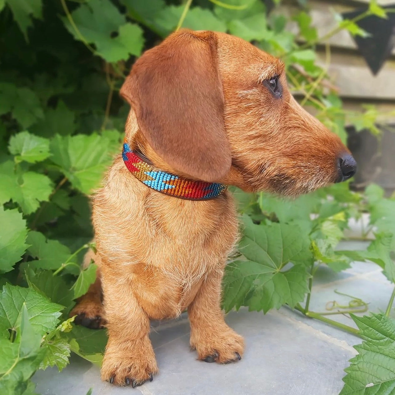 Beaded Dog Collar - Maurice