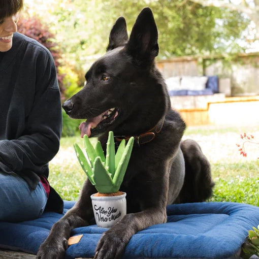 Aloe-ve You Plant