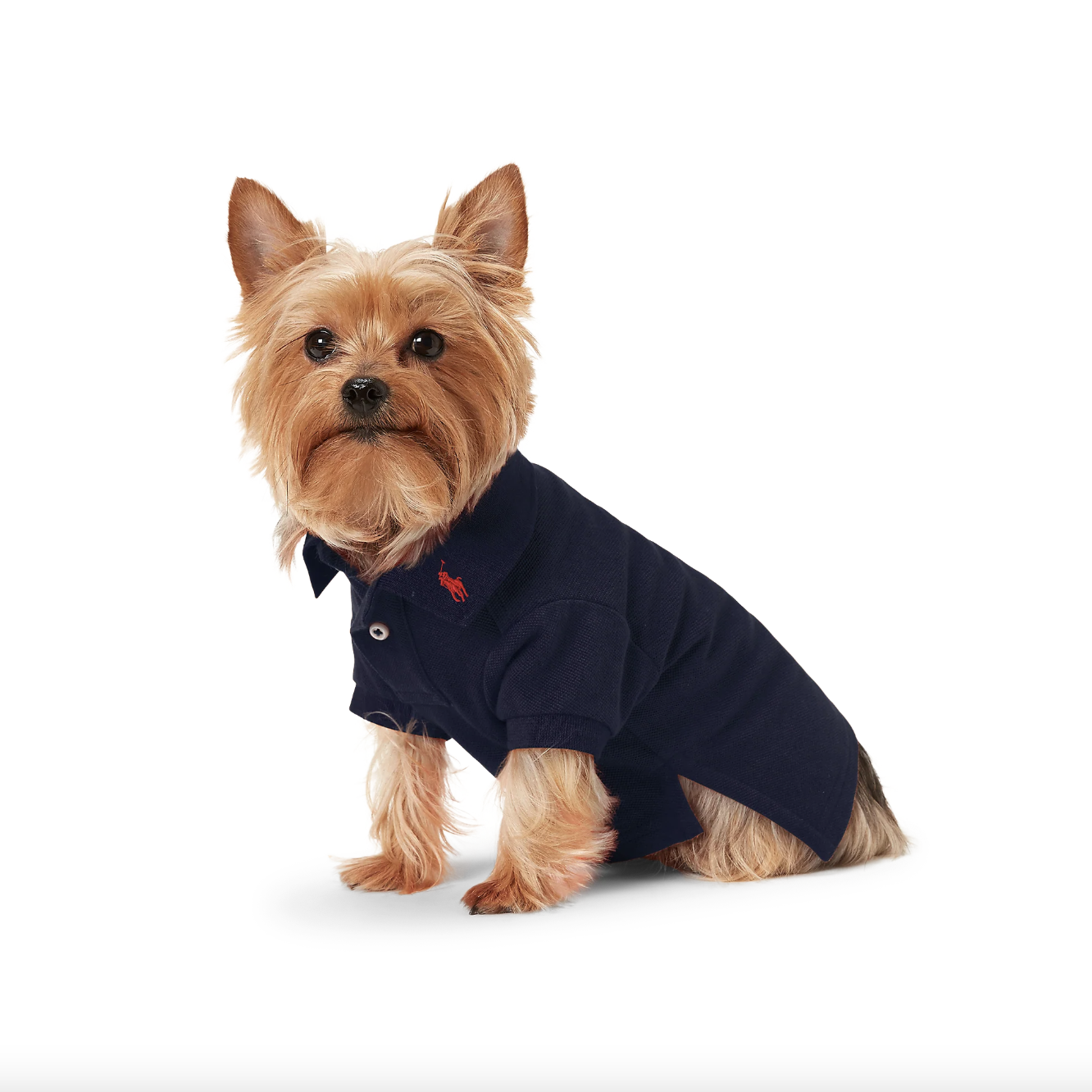 Ralph lauren dog clothes hotsell